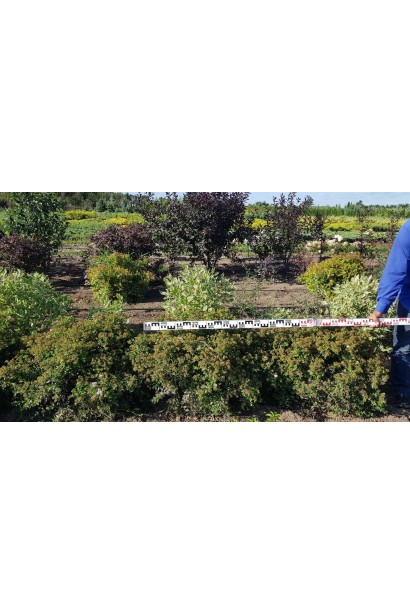 Спірея японська Літл Принцесс (рожева) - ТОПІАР Куля_ком40кг/вис.50-60см/Ø60-80см